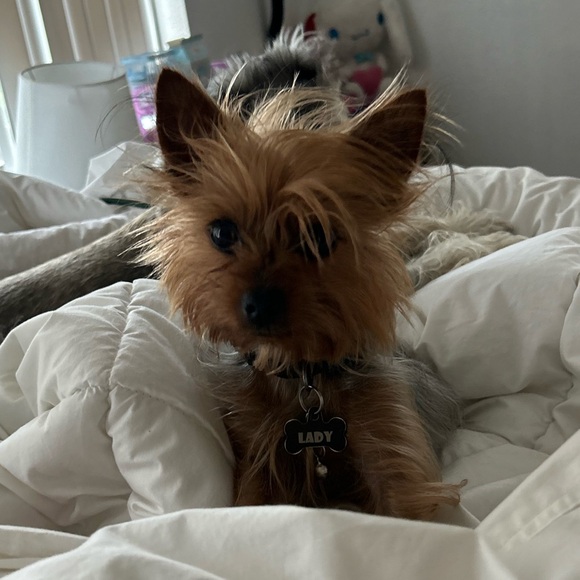 Meet your Posher, Robin - Picture 1 of 1